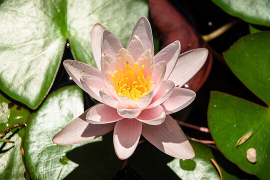 六合彩彩票五码必中技巧